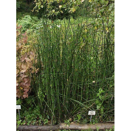 Equisetum hyemale