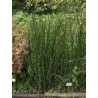 Equisetum hyemale