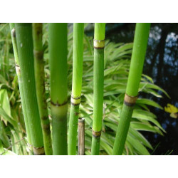 Equisetum japonicum
