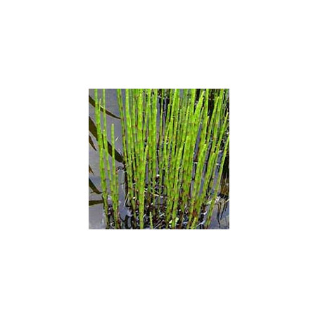 Equisetum japonicum