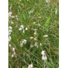 Eriophorum angustifolium