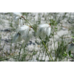 Eriophorum angustifolium