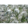 Eriophorum angustifolium