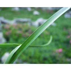 Eriophorum angustifolium
