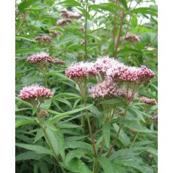 Eupatorium cannabium