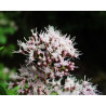 Eupatorium cannabium