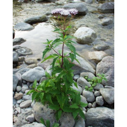 Eupatorium cannabium