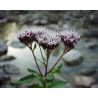 Eupatorium cannabium