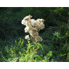 Eupatorium cannabium