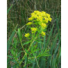 Euphorbia palustris