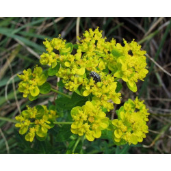 Euphorbia palustris