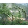 Festuca arundinacea