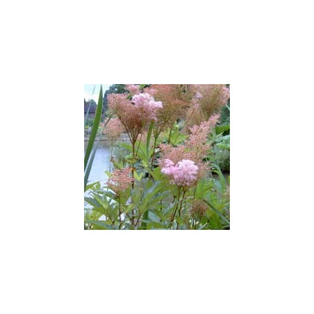 Filipendula rubra