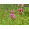 Filipendula rubra