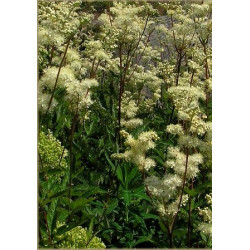 Filipendula ulmaria