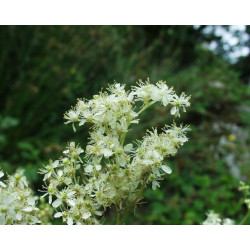 Filipendula ulmaria