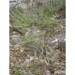 Fritillaria meleagris