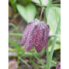 Fritillaria meleagris