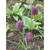 Fritillaria meleagris