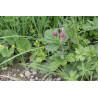 Geum rivale