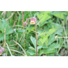 Geum rivale