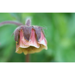 Geum rivale