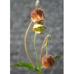 Geum rivale
