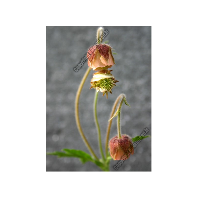Geum rivale