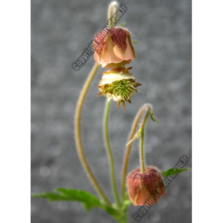 Geum rivale
