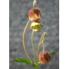 Geum rivale