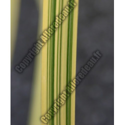 Glyceria maxima variegata