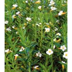 Gratiola officinalis