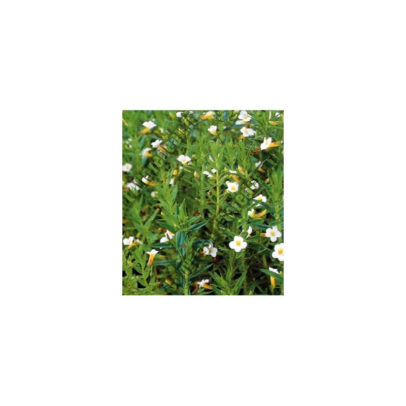 Gratiola officinalis