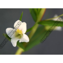 Gratiola officinalis