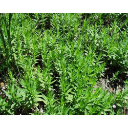 Gratiola officinalis