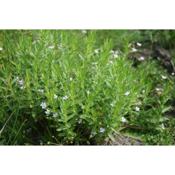 Gratiola officinalis