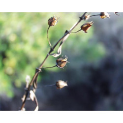 Gratiola officinalis