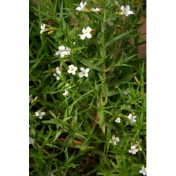 Gratiola officinalis