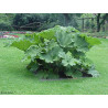 Gunnera chilensis