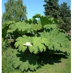 Gunnera manicata ( Rhubarbe géante ou Gunnére )