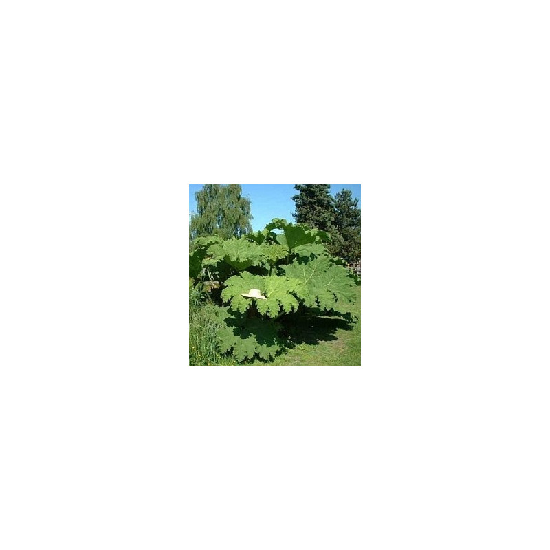 Gunnera manicata ( Rhubarbe géante ou Gunnére )