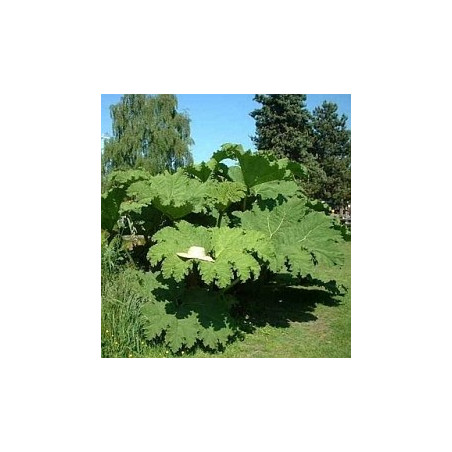 Gunnera manicata ( Rhubarbe géante ou Gunnére )