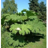 Gunnera manicata ( Rhubarbe géante ou Gunnére )