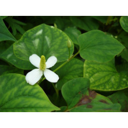 Houttuynia cordata (plena)