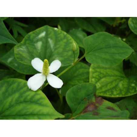 Houttuynia cordata (plena)