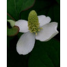 Houttuynia cordata (plena)