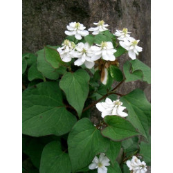 Houttuynia cordata (plena)