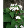Houttuynia cordata (plena)