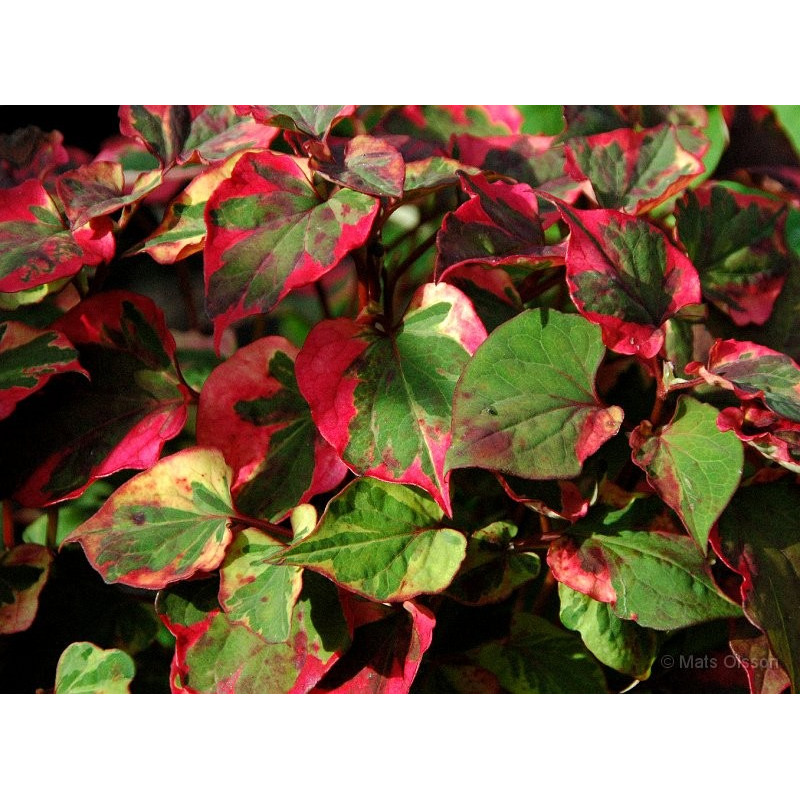 Houttuynia cordata chamaeleon