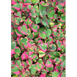 Houttuynia cordata chamaeleon